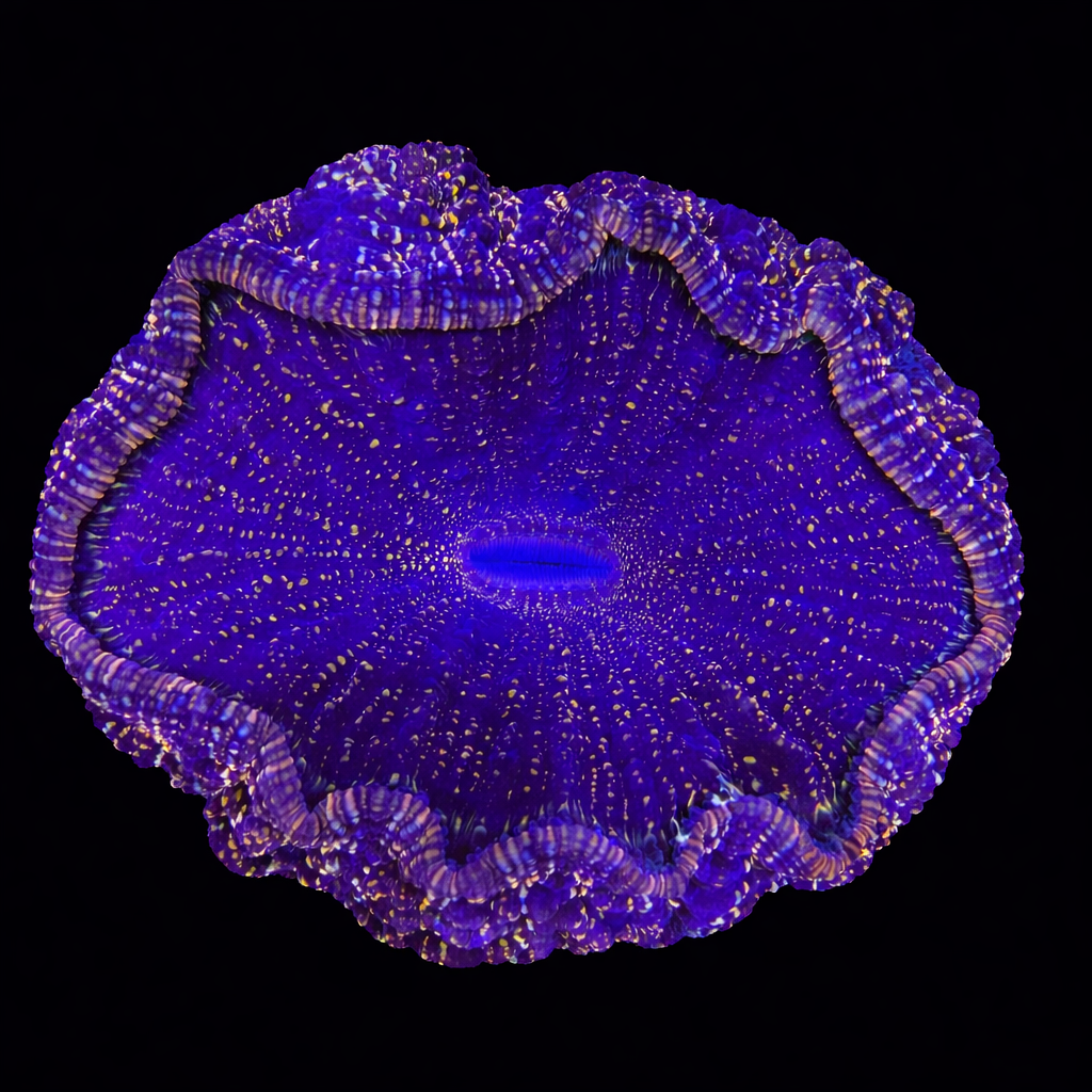 WYSIWYG Acanthophyllia Coral