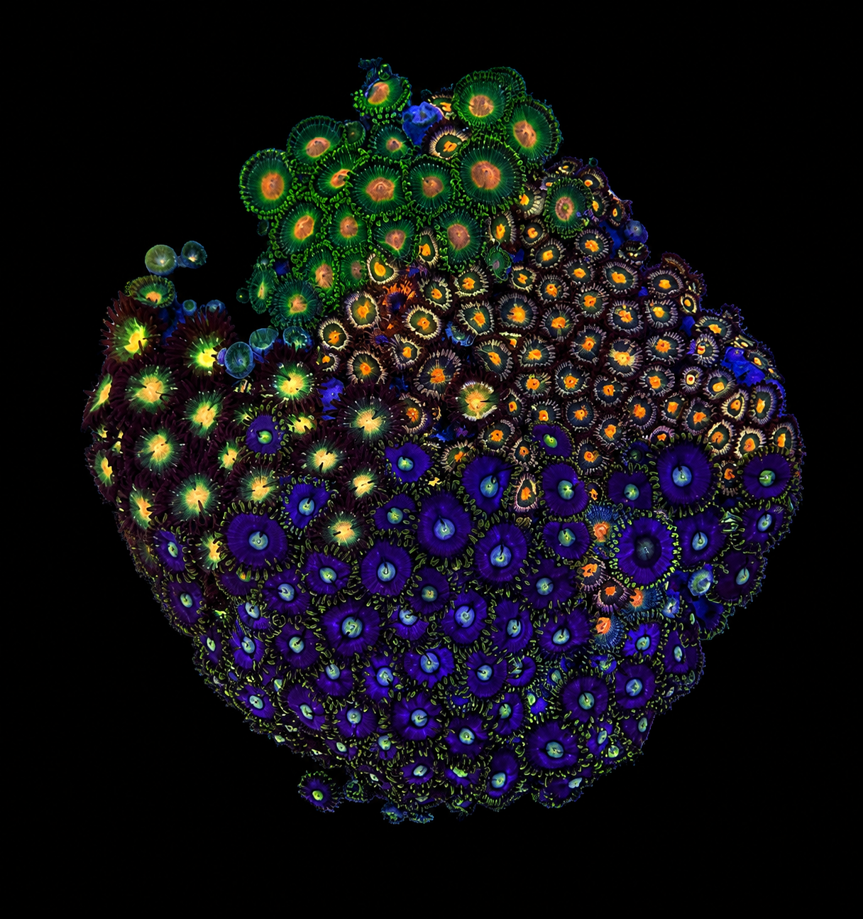 WYSIWYG Zoanthid Coral Garden