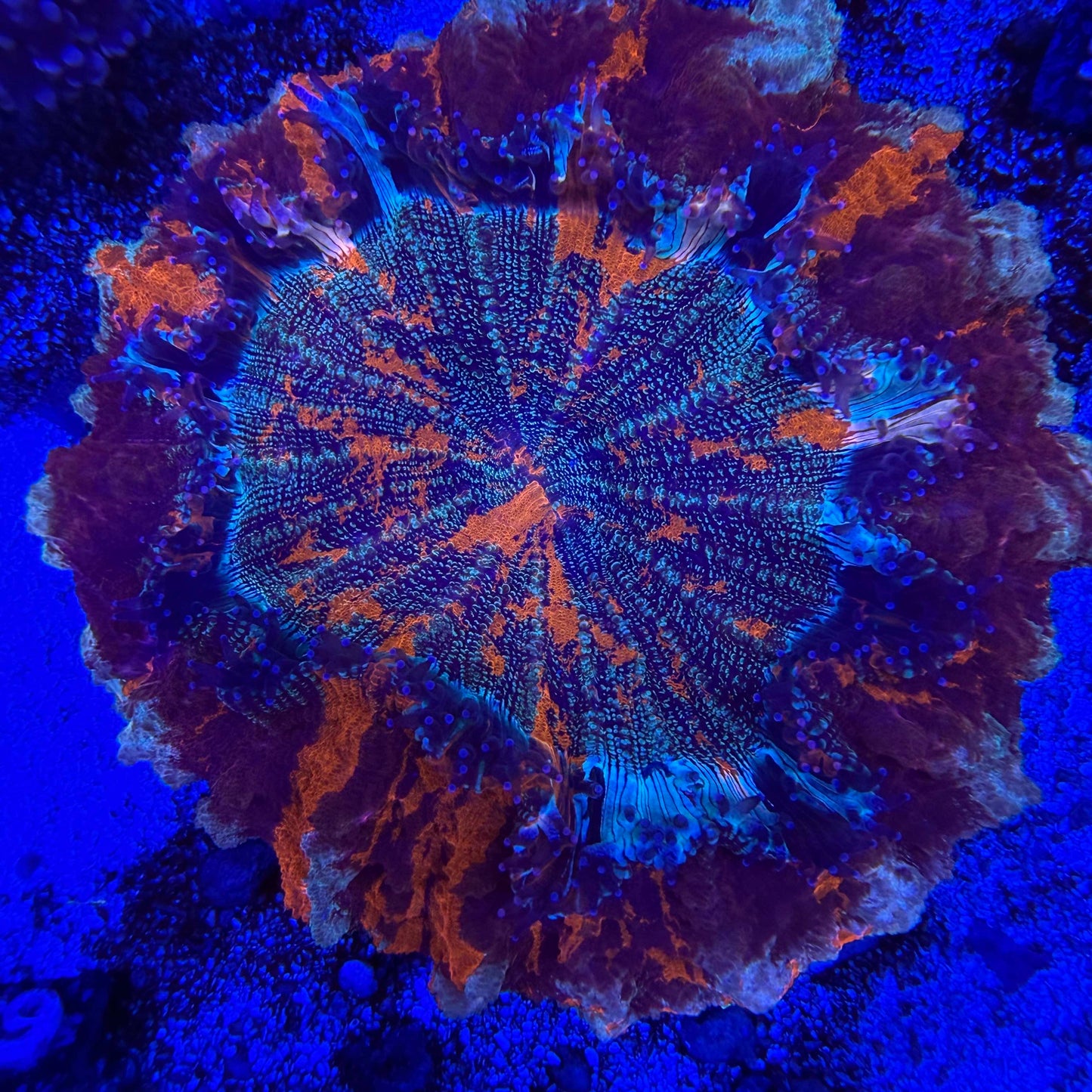 WYSIWYG Master Glitter Acanthophyllia Coral