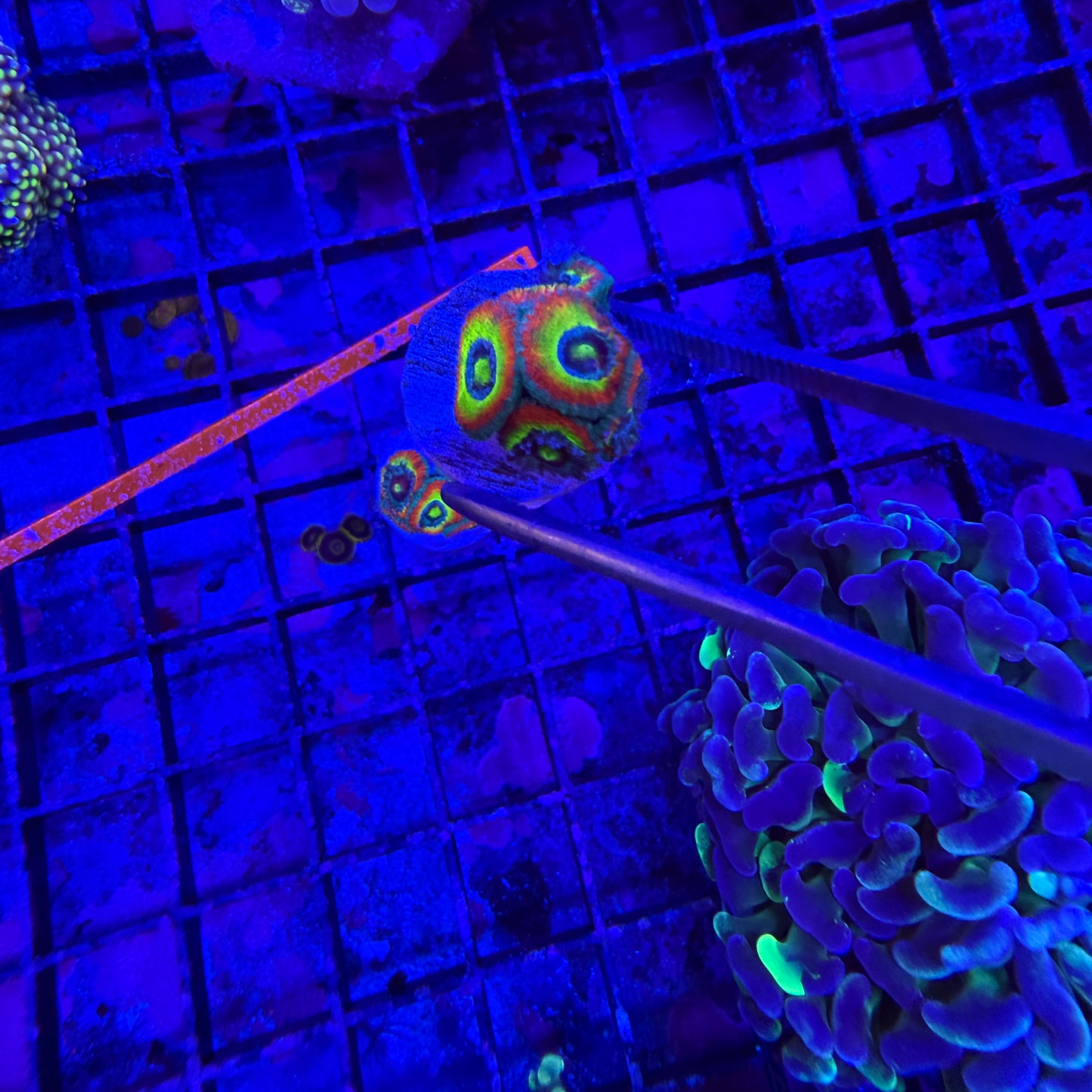 WYSIWYG Holy Grail Micromussa Coral