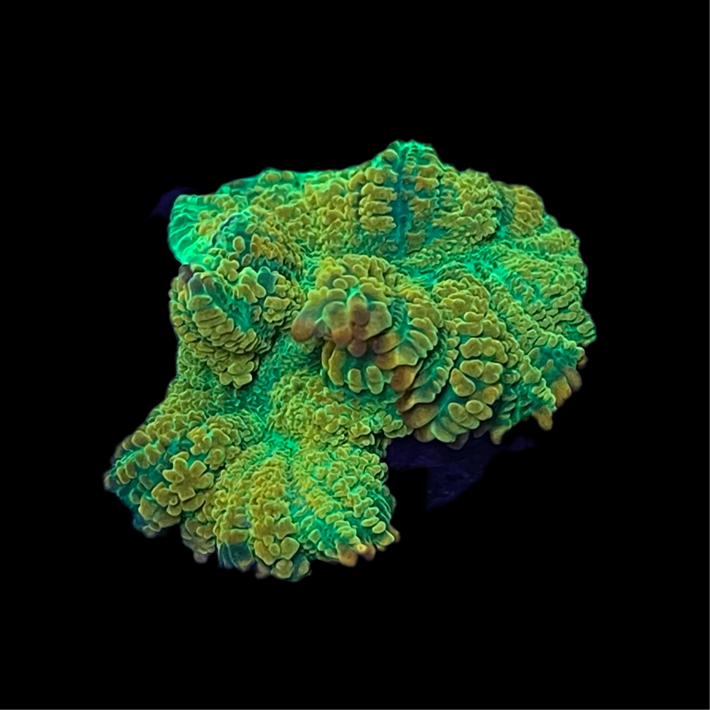 Tequila Sunrise Mushroom Coral