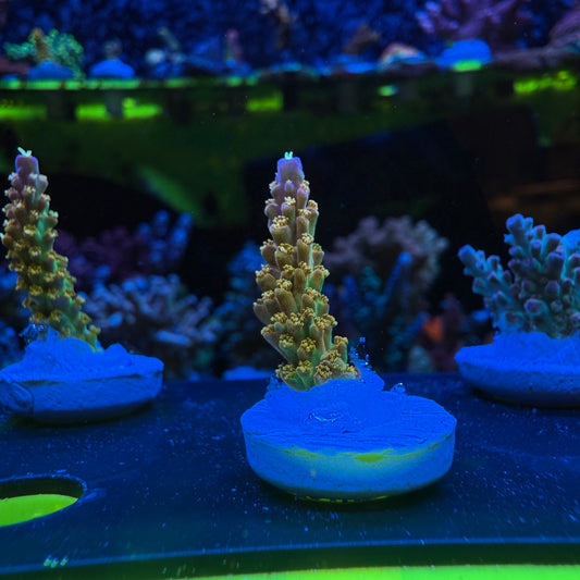 WYSIWYG Rainbow Loom