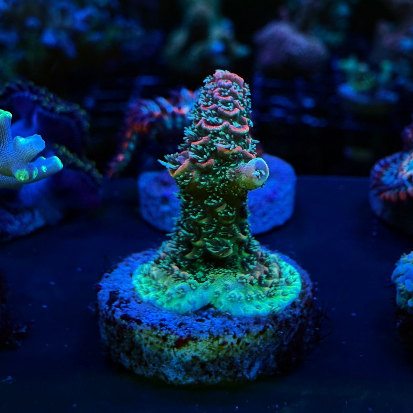 WYSIWYG ASD Rainbow Millepora