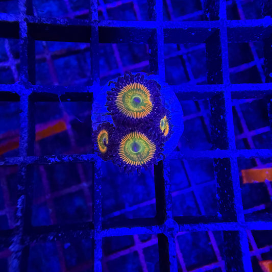 WYSIWYG Sunny D Zoas