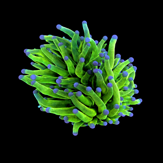 WYSIWYG Blue Tip Holy Grail Torch