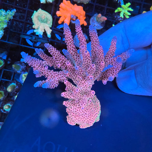 WYSIWYG AS Rainbow Millepora Colony