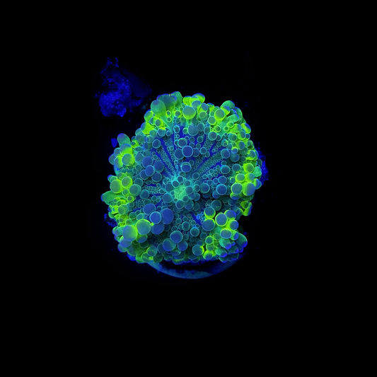 WYSIWYG High End Mushroom Coral