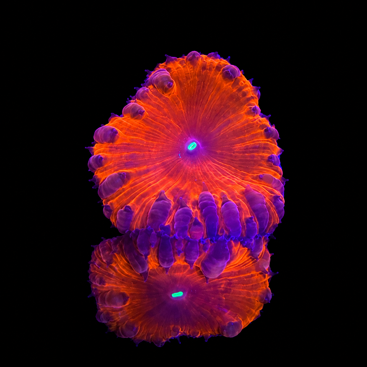 WYSIWYG Ultra Blasto Coral Frag