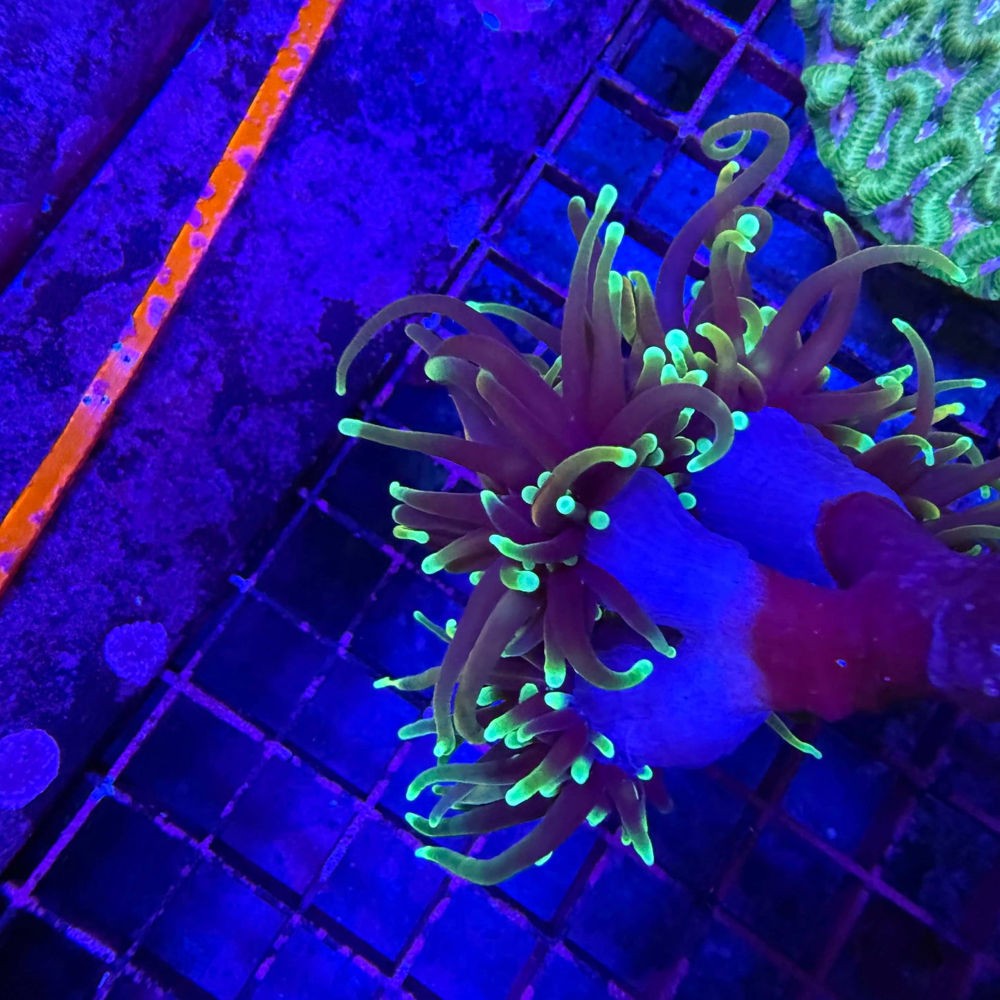 WYSIWYG 3 Head Goldfinger Torch Coral