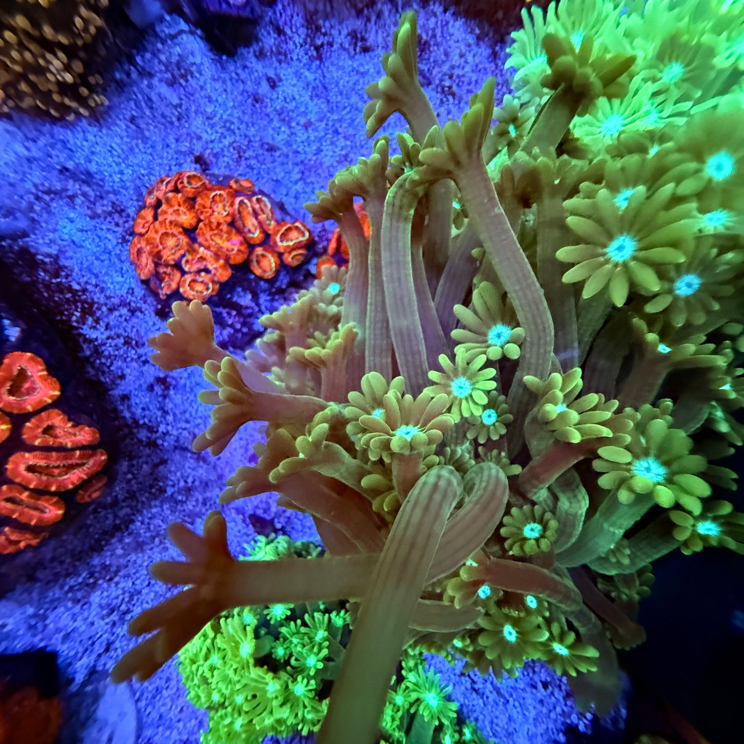 WYSIWYG Green Gonipora