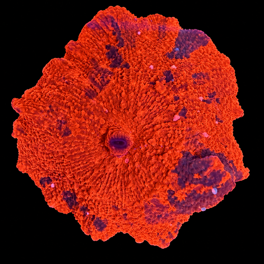 WYSIWYG Candy Crush Jawbreaker Mushroom Coral