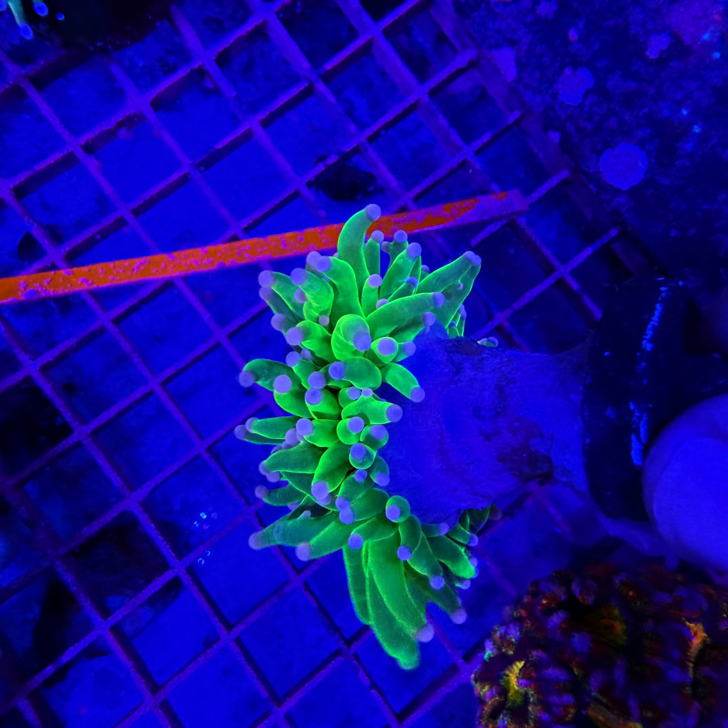 WYSIWYG Pink Tip Holy Grail Torch