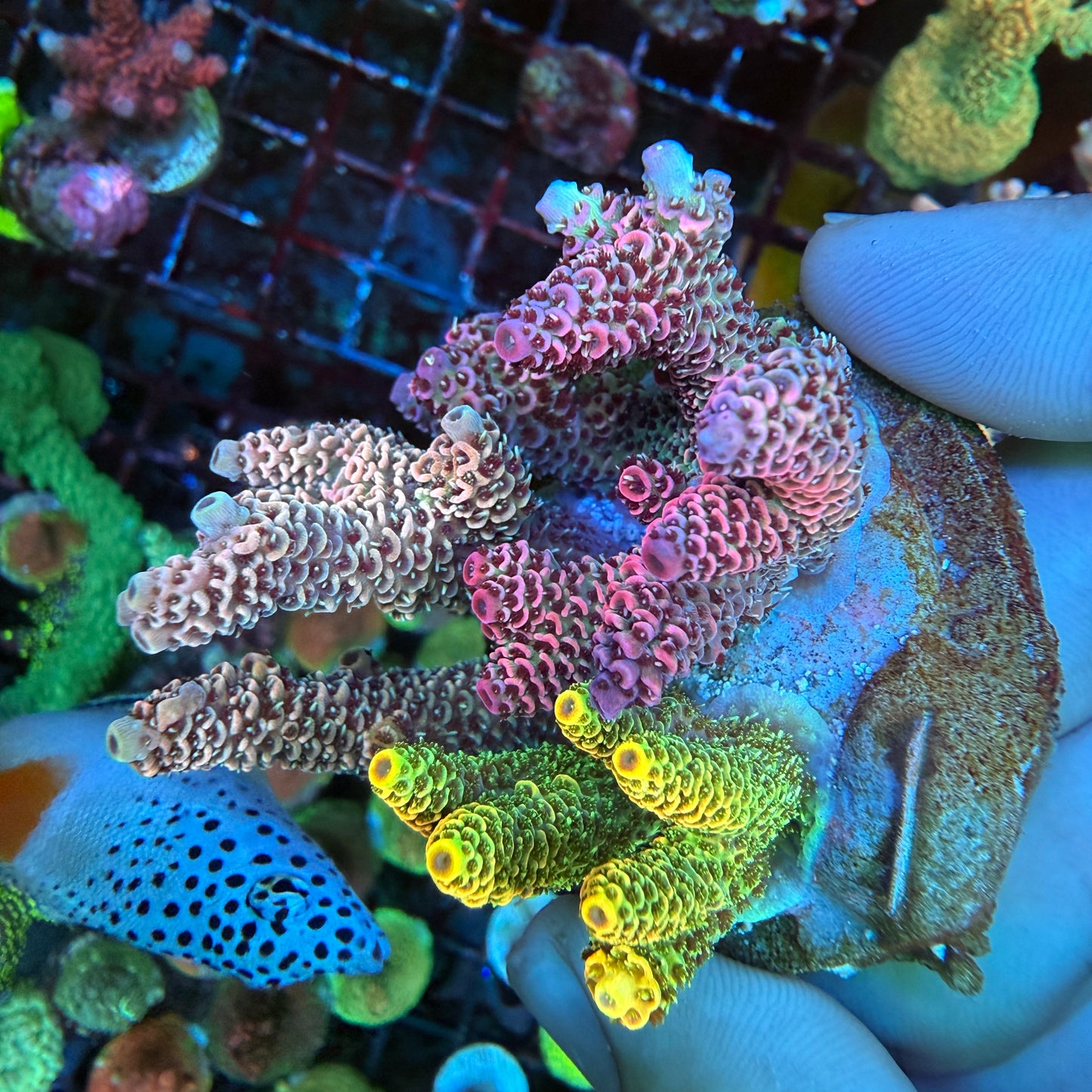 WYSIWYG Millepora Combo