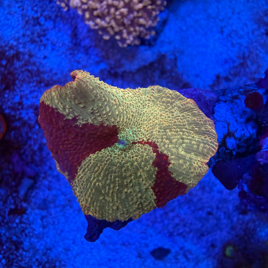 Orange and red Jawbreaker mushroom coral with bold swirls under reef lighting