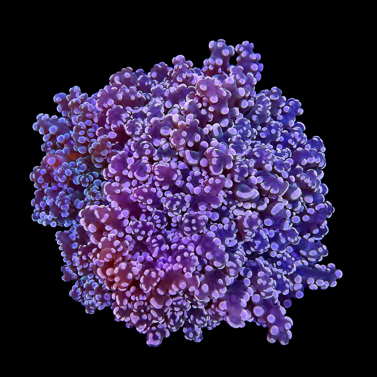 Pink Frogspawn Coral