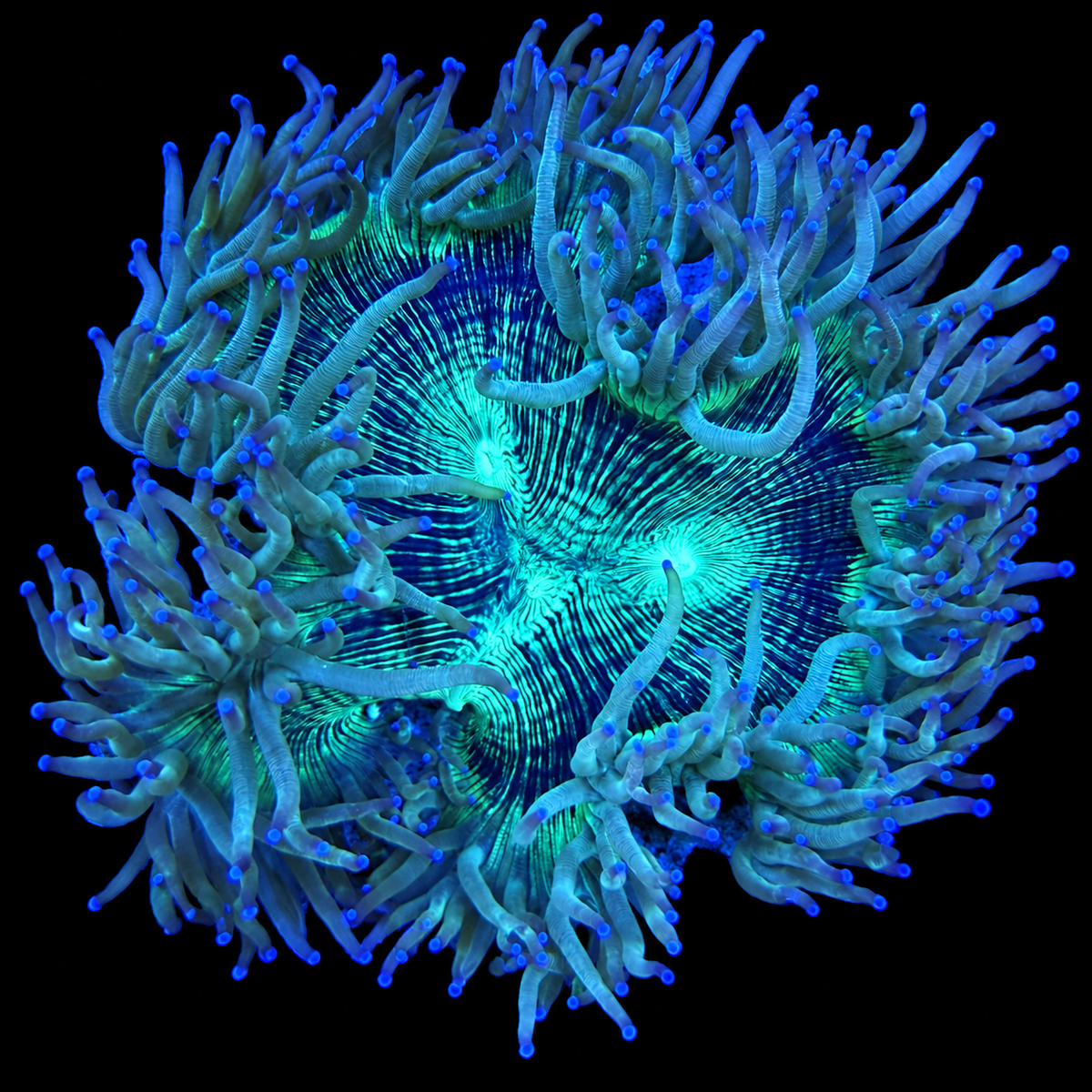 WYSIWYG Elegance Coral