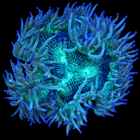 WYSIWYG Elegance Coral