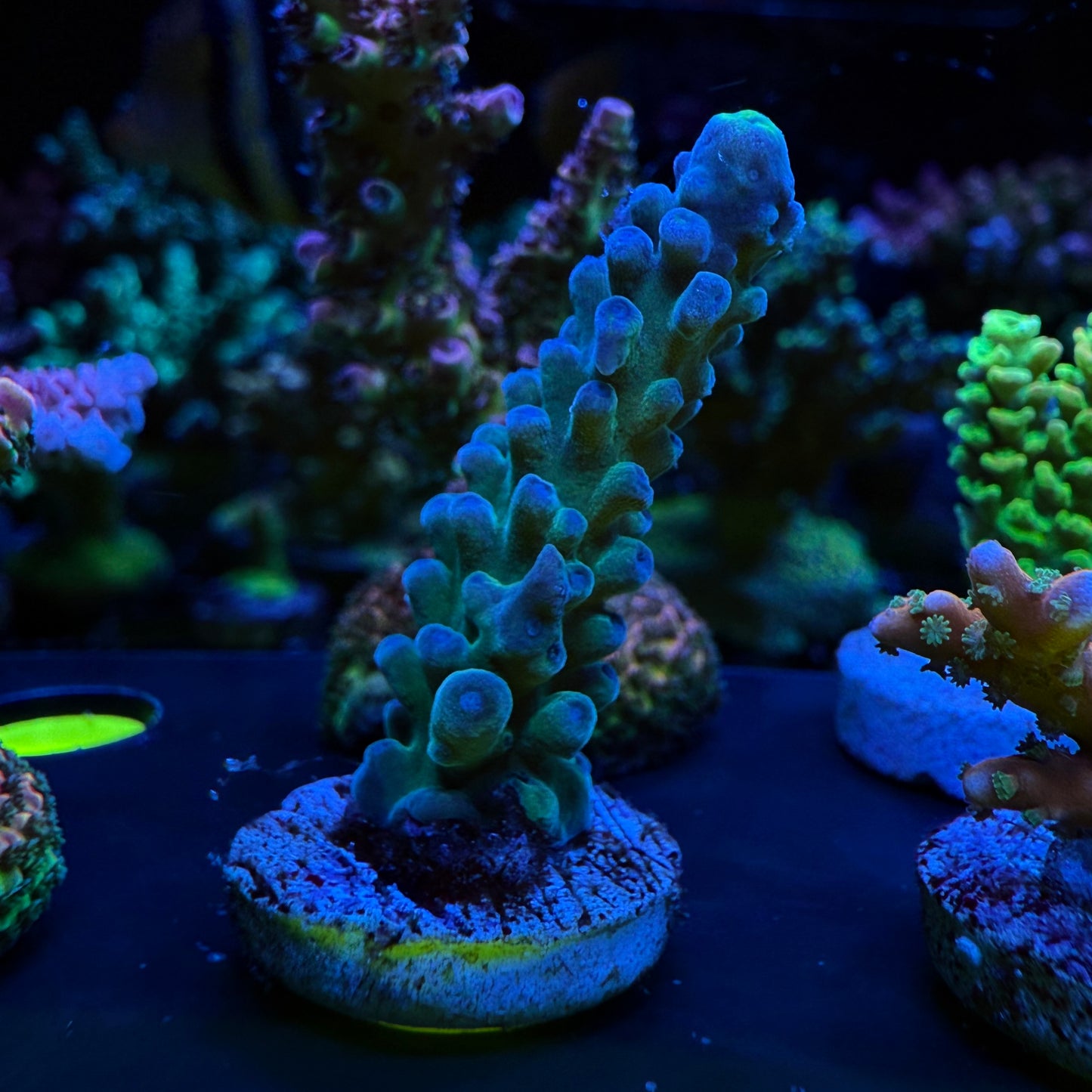 WYSIWYG Yellow Tip Tort