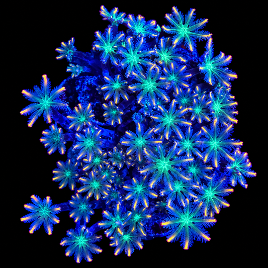 WYSIWYG Ultra Clove Polyp Coral