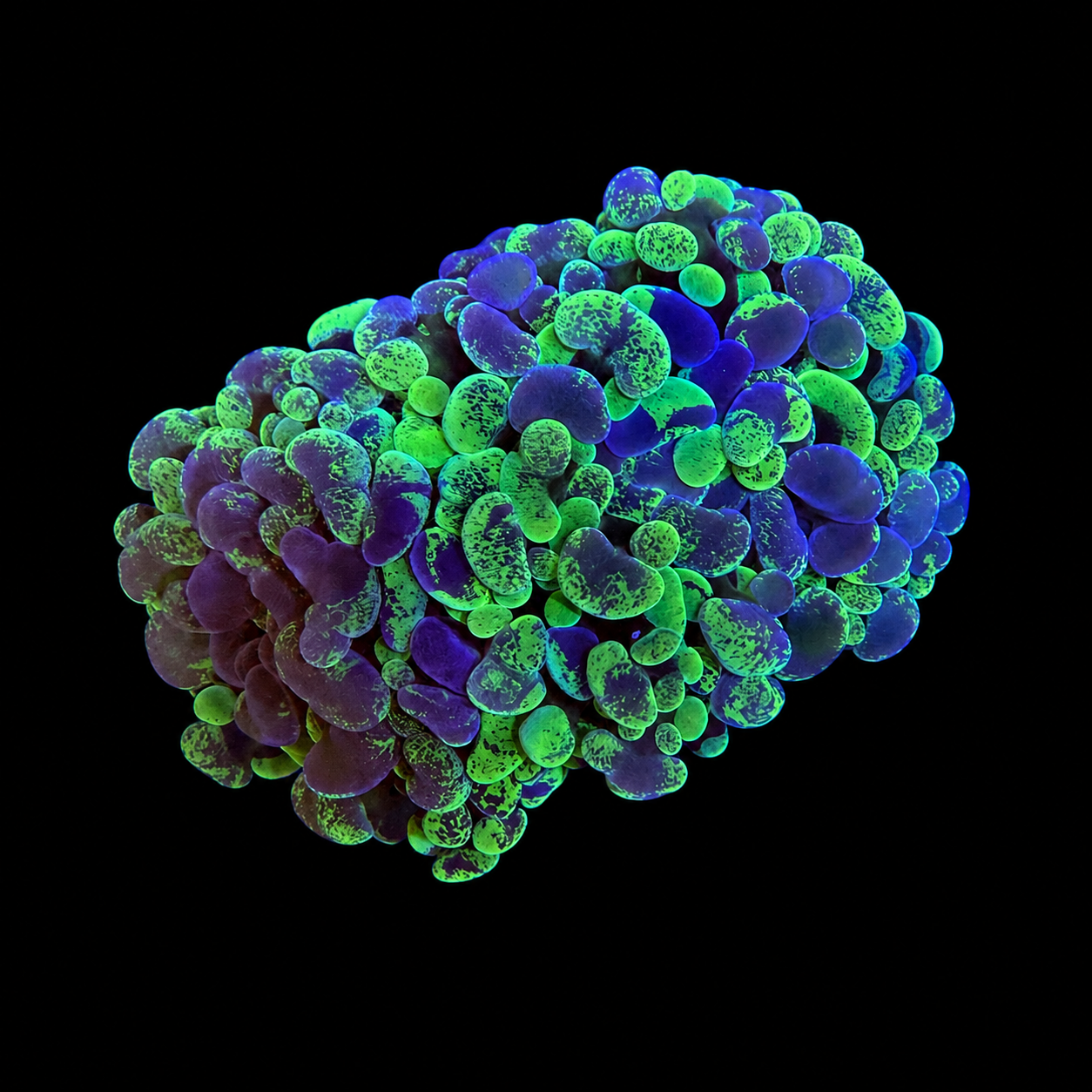 Neon Splatter Hammer Coral