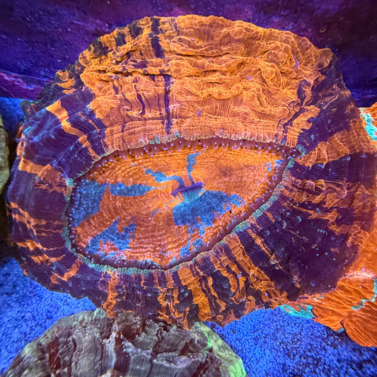 WYSIWYG Acanthophyllia