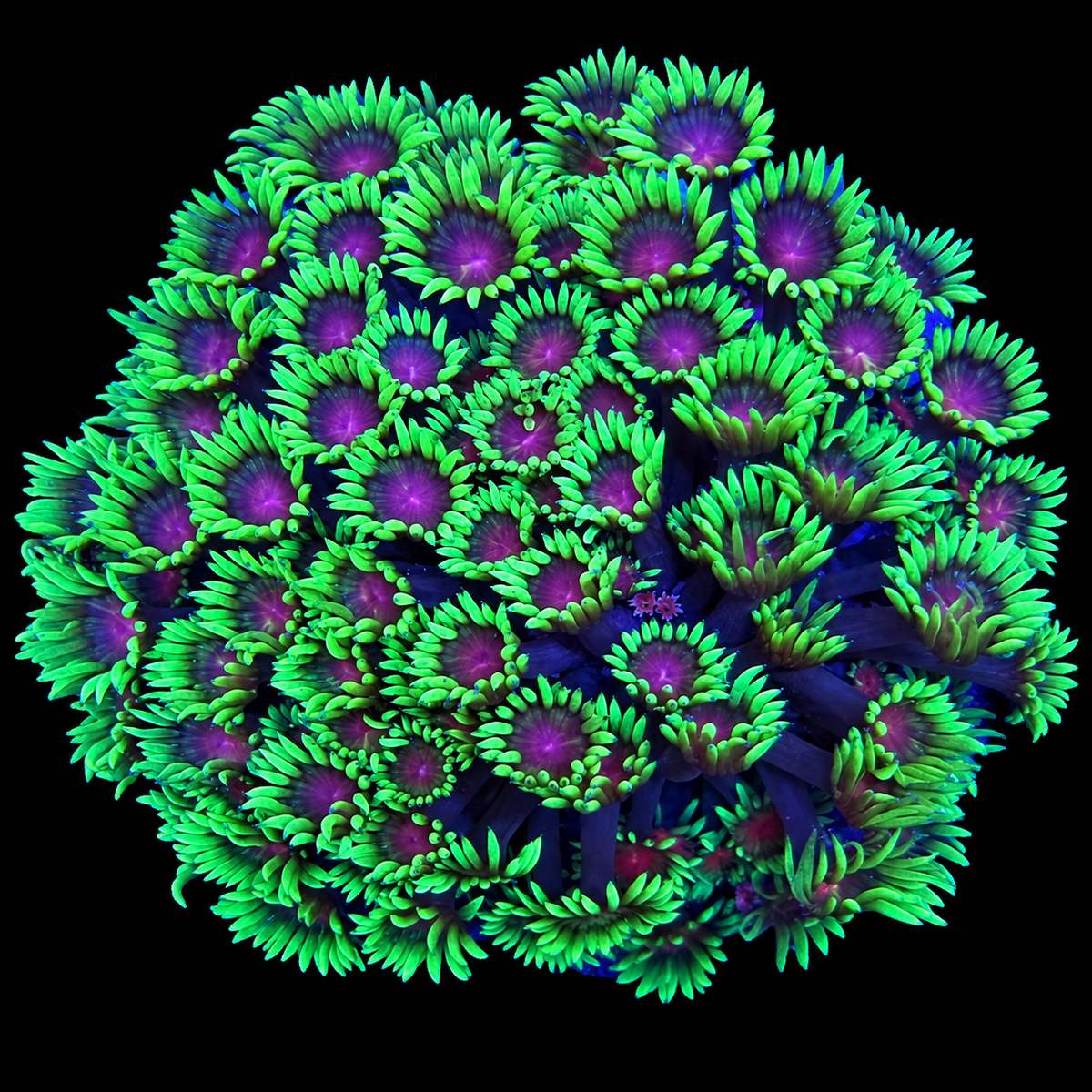 WYSIWYG Goniopora Coral
