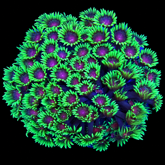 WYSIWYG Goniopora Coral