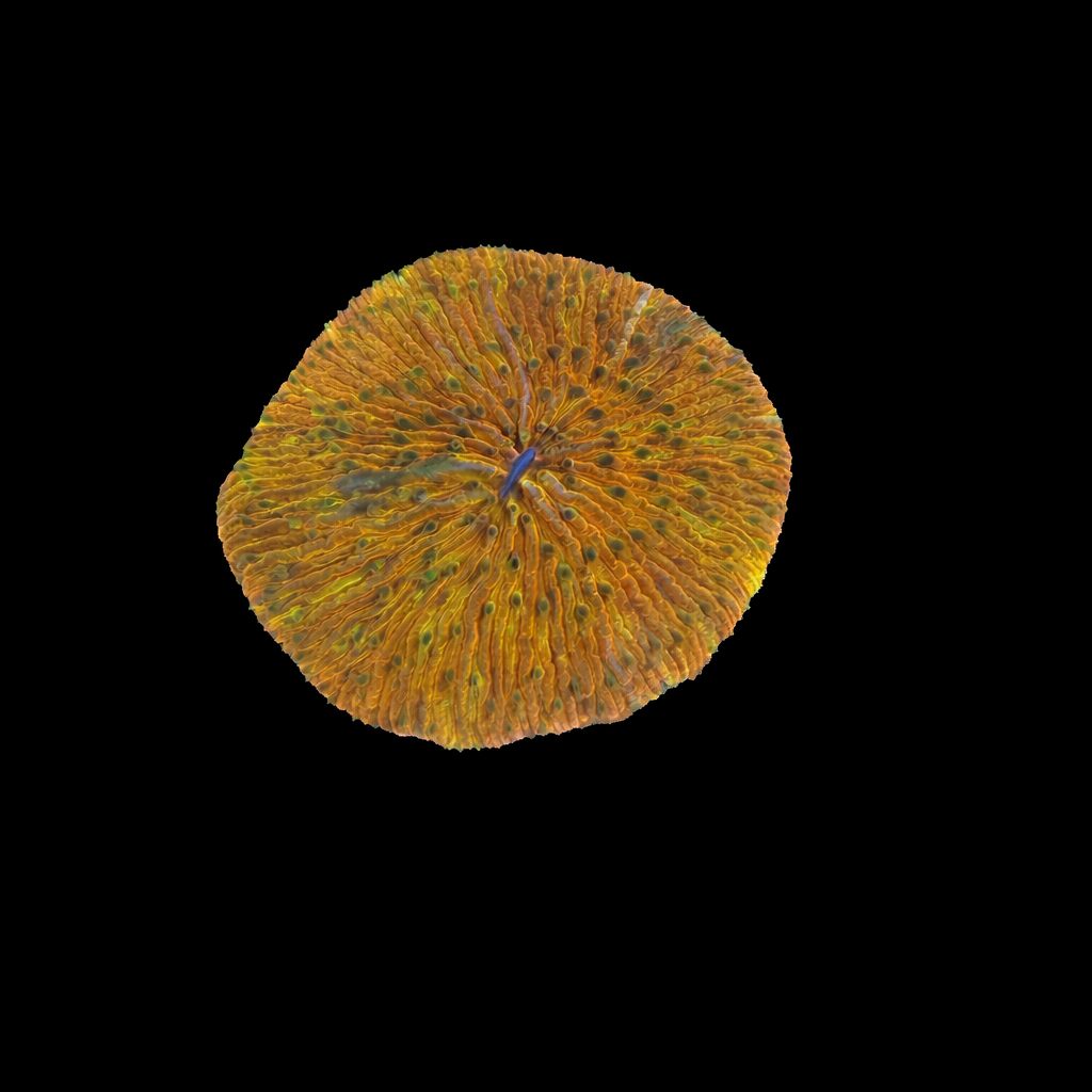 WYSIWYG Orange And Green Fungia Plate Coral