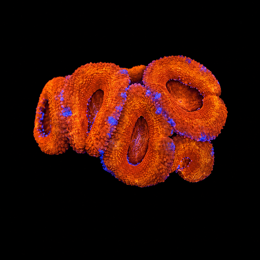WYSIWYG High Grade Acan Coral