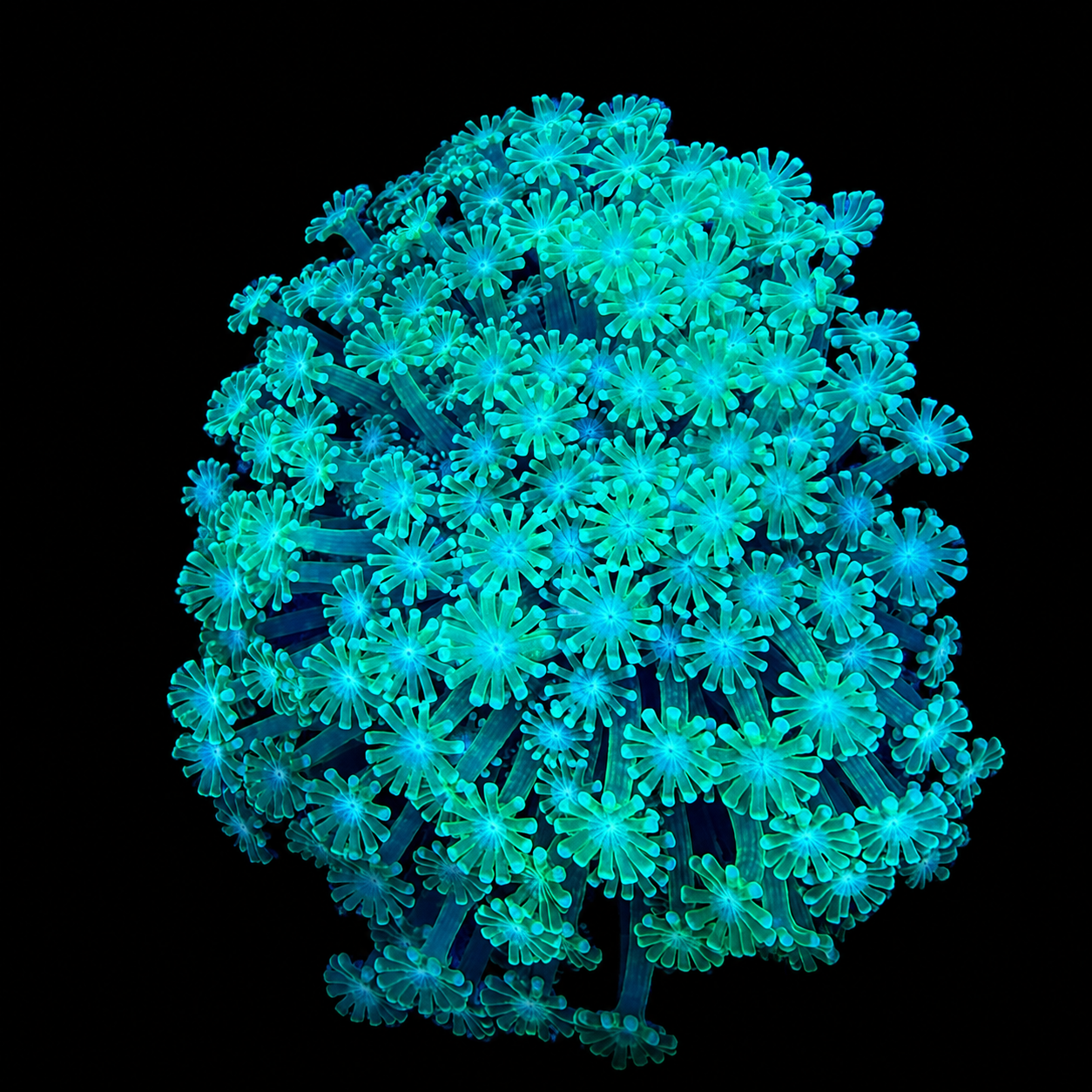 WYSIWYG Goniopora Coral