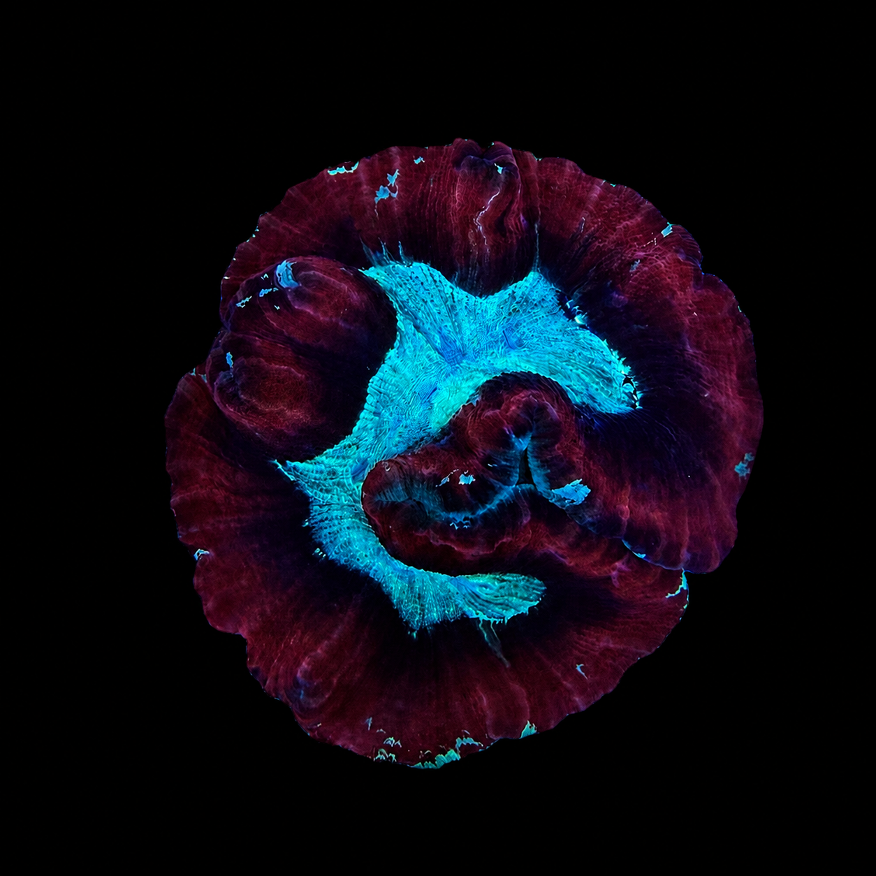 WYSIWYG Trachyphyllia Coral