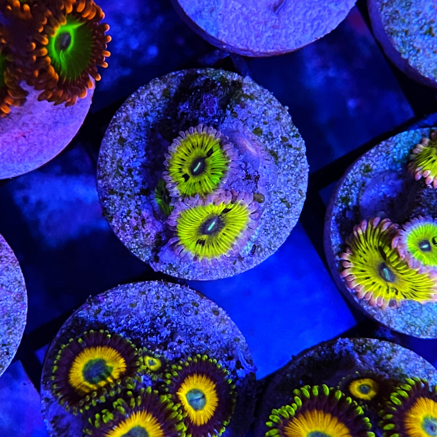 TSA Chiquita Zoanthids