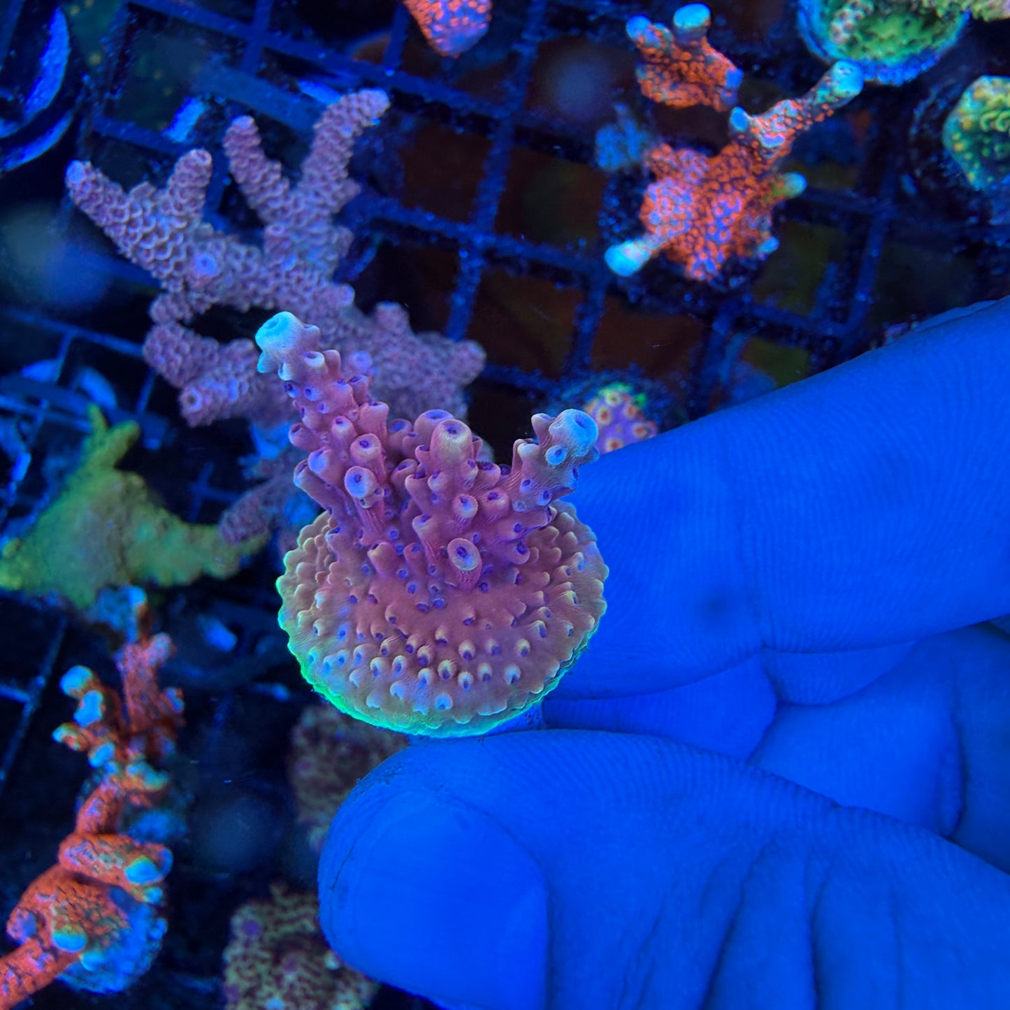 WYSIWYG Pink Cadillac Coral