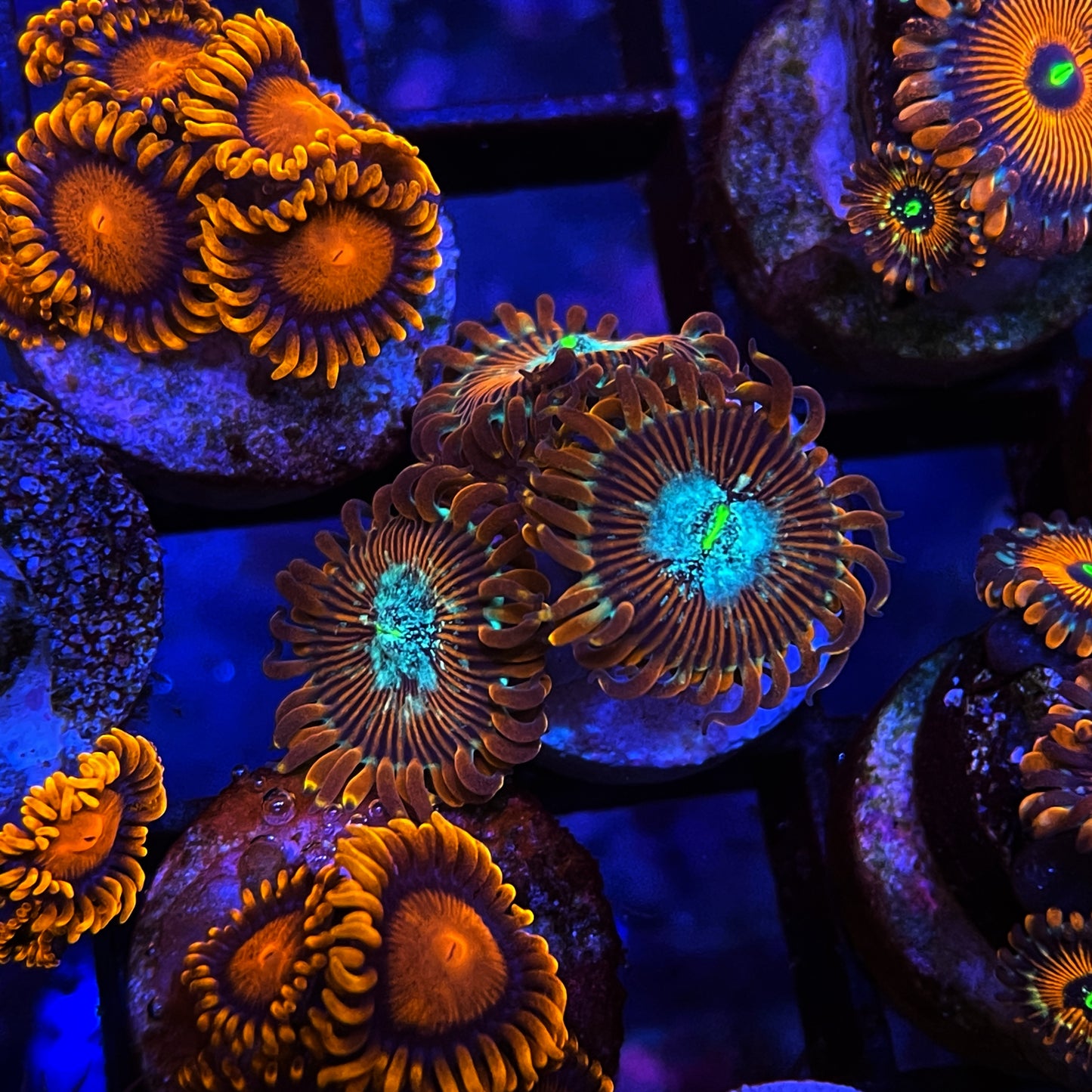 Magicians Zoanthids