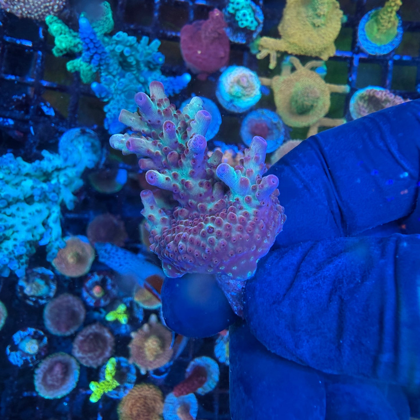 WYSIWYG AS Joker Acro Lg