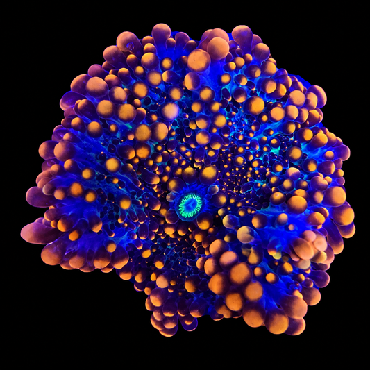 WYSIWYG High End Yuma Coral