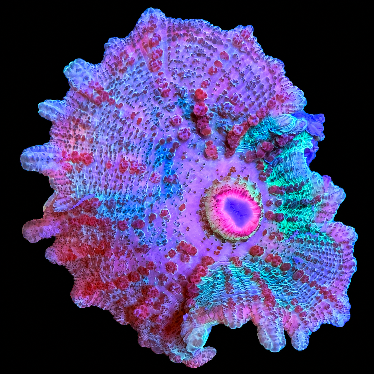 WYSIWYG Watermelon Umbrella Mushroom Coral