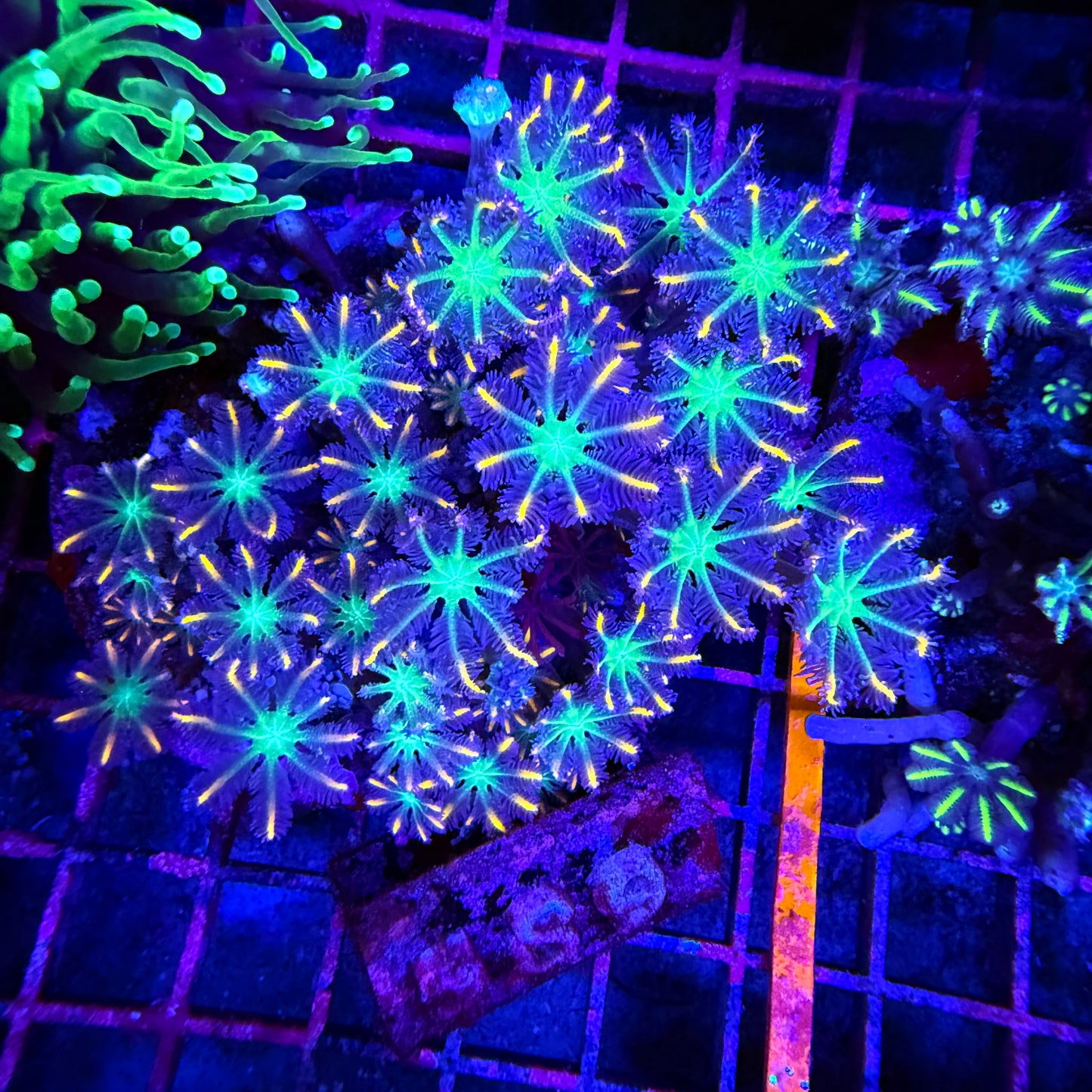WYSIWYG Fireworks Clove Polyps