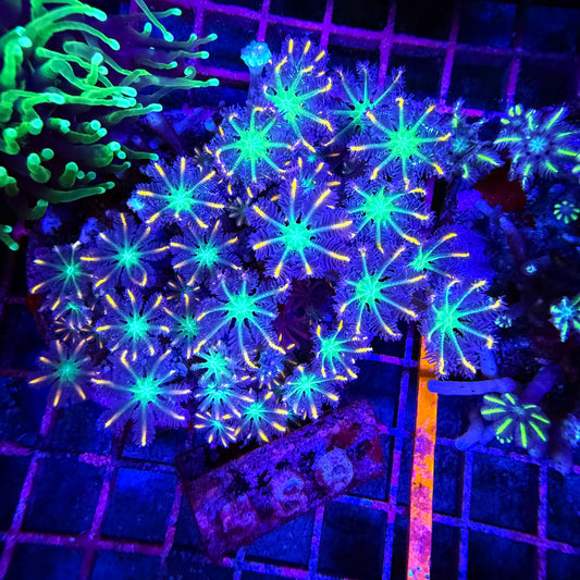 WYSIWYG Fireworks Clove Polyps