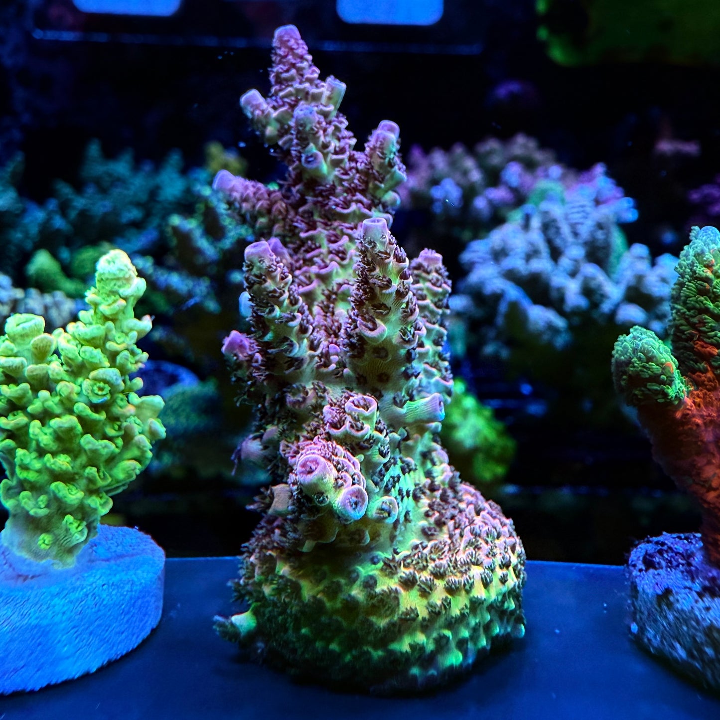 WYSIWYG AS Rainbow Millepora