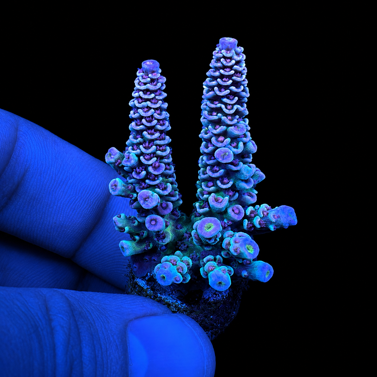WYSIWYG AS Paradox Tenuis Coral