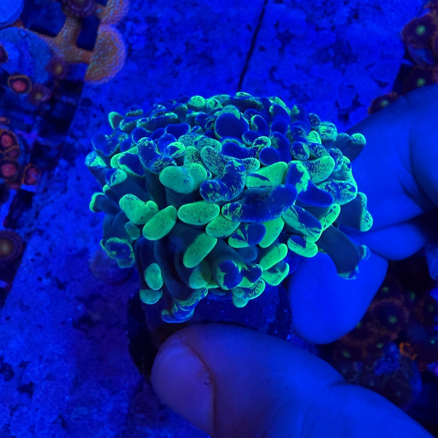 WYSIWYG Splatter Hammer