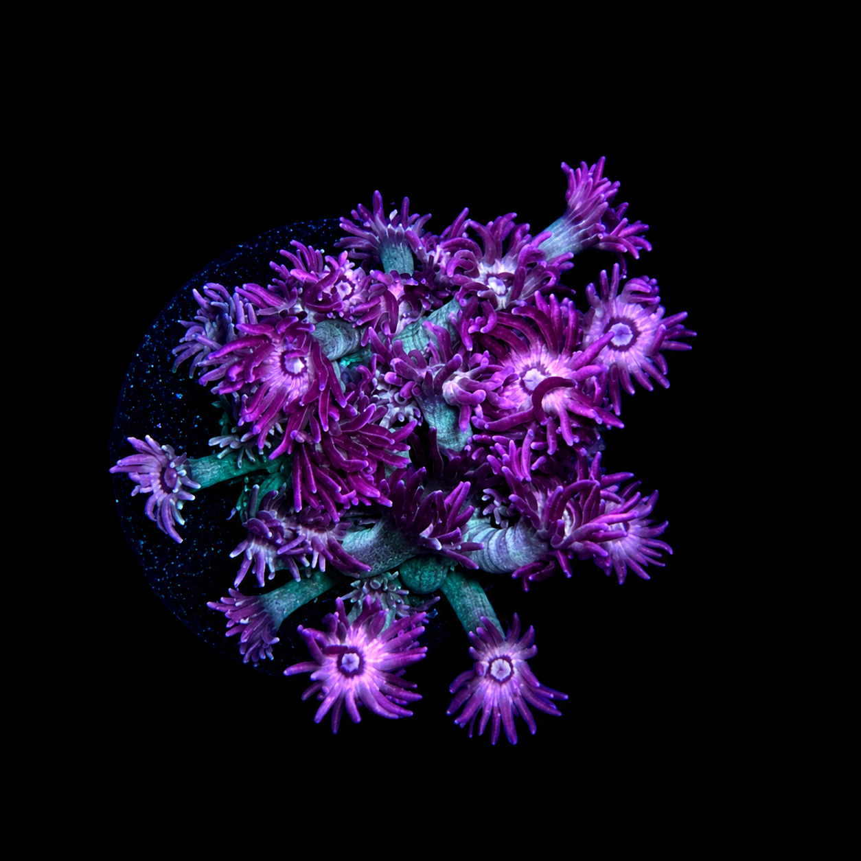 WYSIWYG High Grade Goniopora Coral