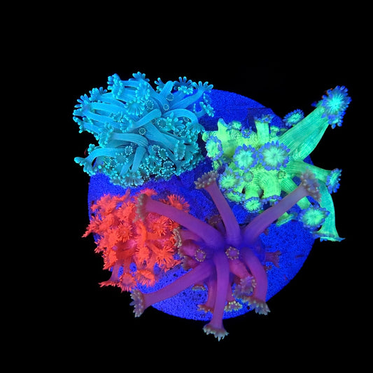 WYSIWYG Goniopora Coral Garden