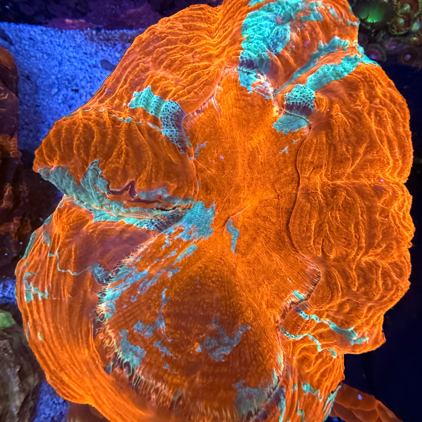 WYSIWYG Acanthophyllia