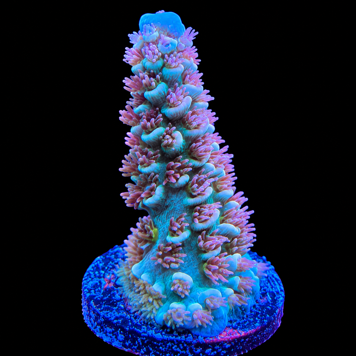 WYSIWYG RGC Cherry Bomb Acropora Coral