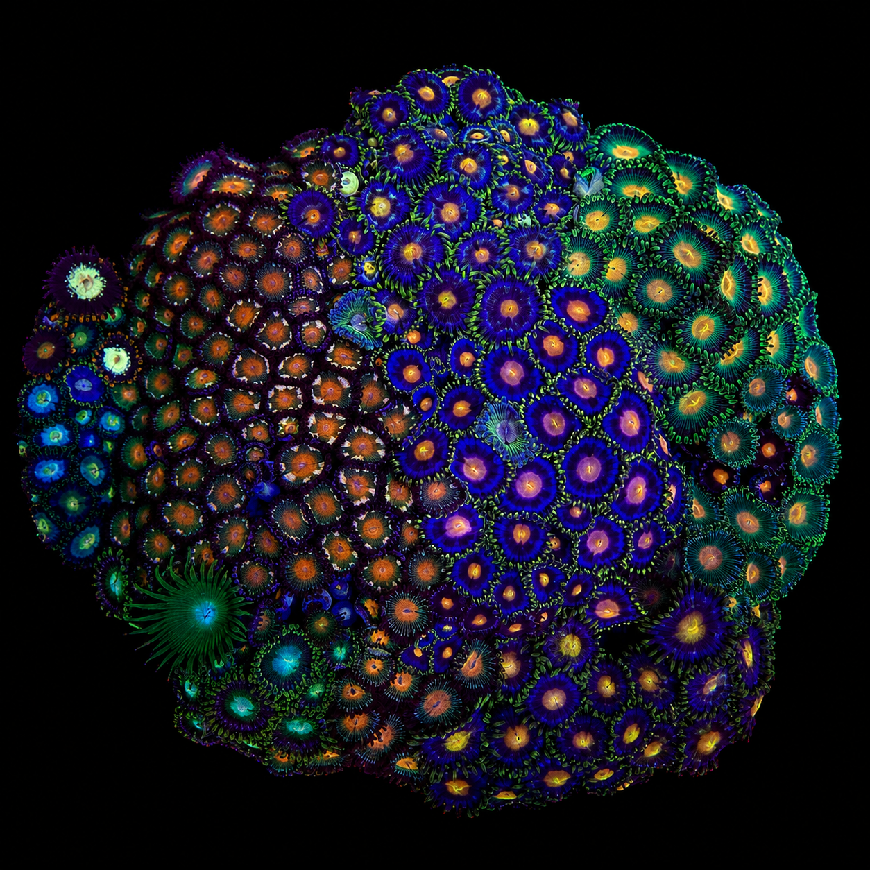 WYSIWYG Zoanthid Coral Garden