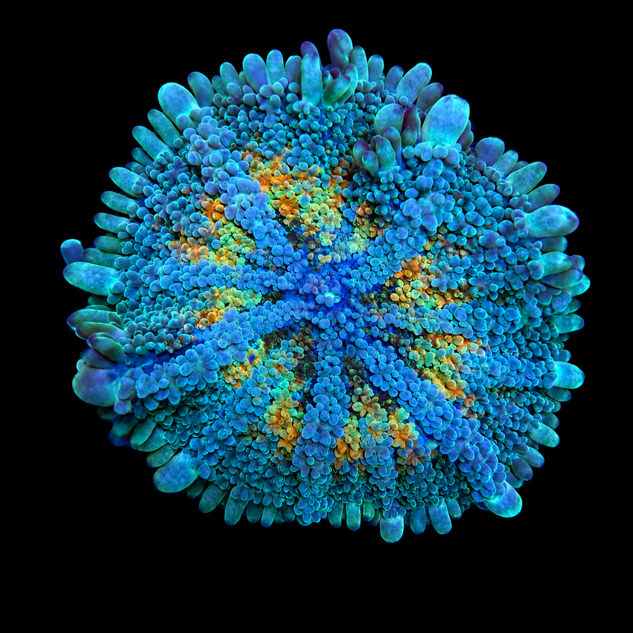 WYSIWYG Ultra Yuma Mushroom Coral XL