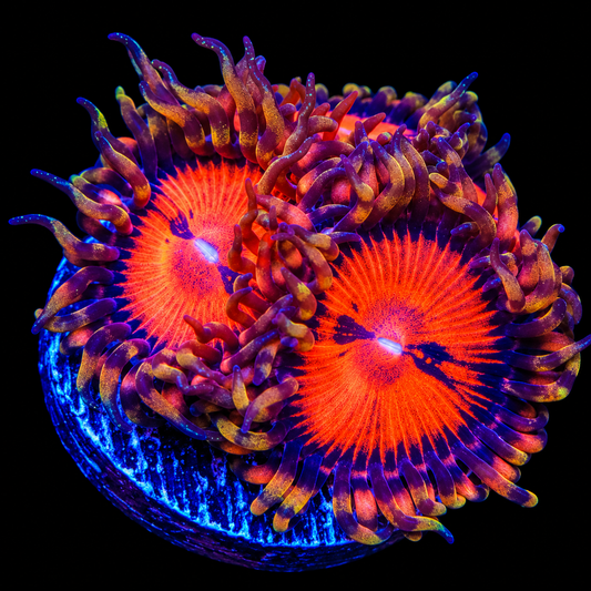 Bloodsucker Zoanthids Coral