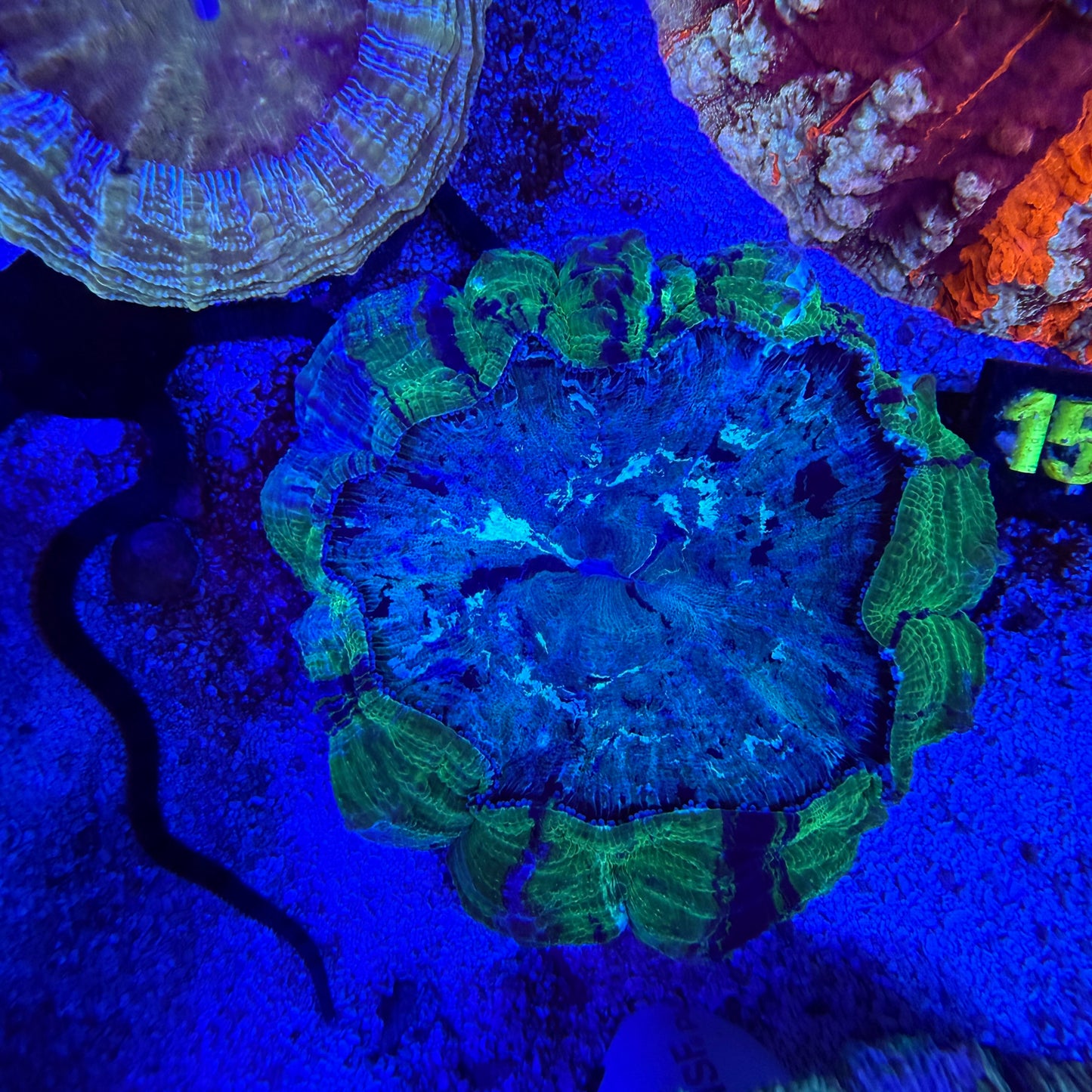 WYSIWYG Acanthophyllia Coral